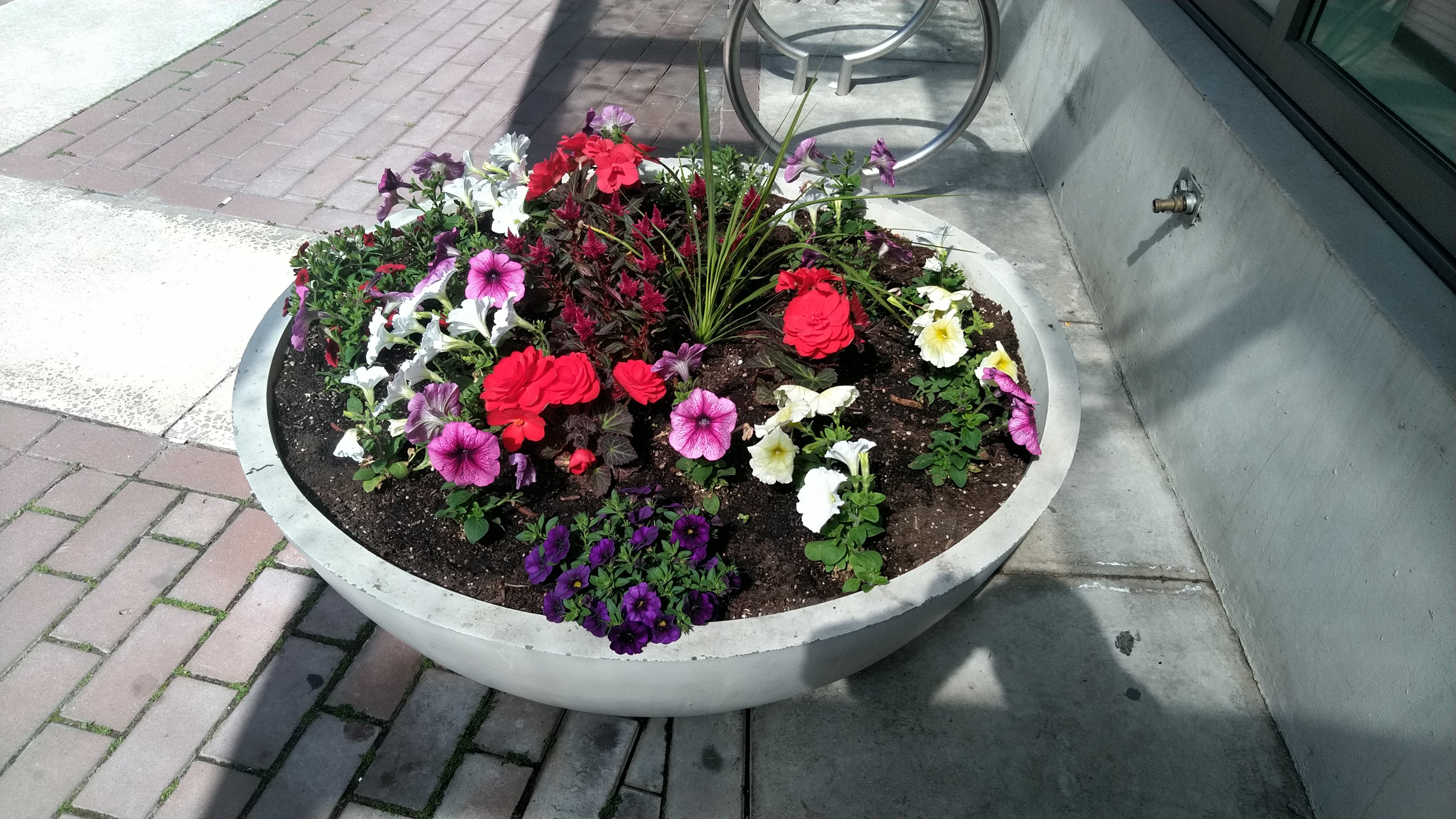 Flower pot with spring flowers