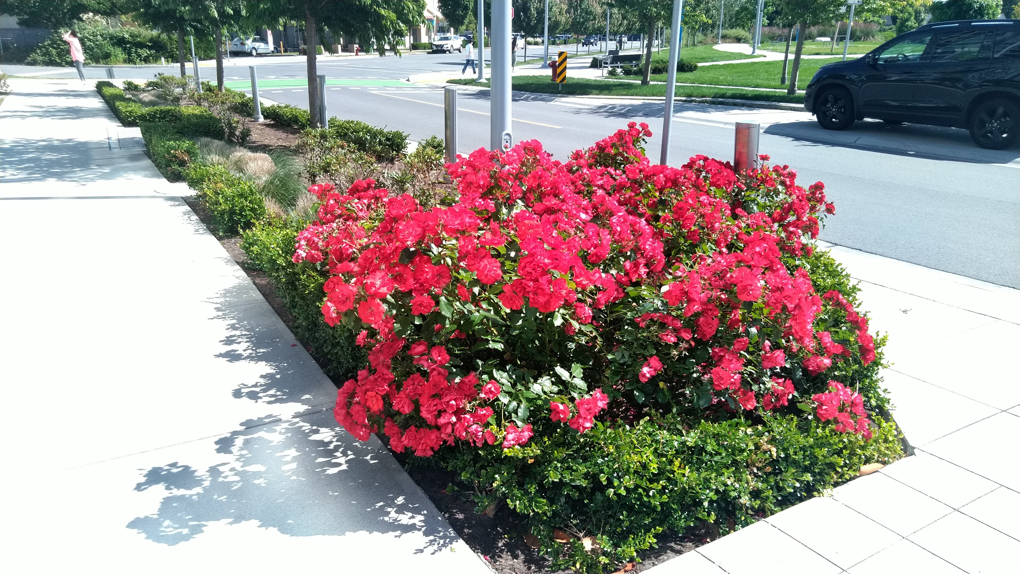 Beautiful Red Flowers in sidewalk garden bed Richmond