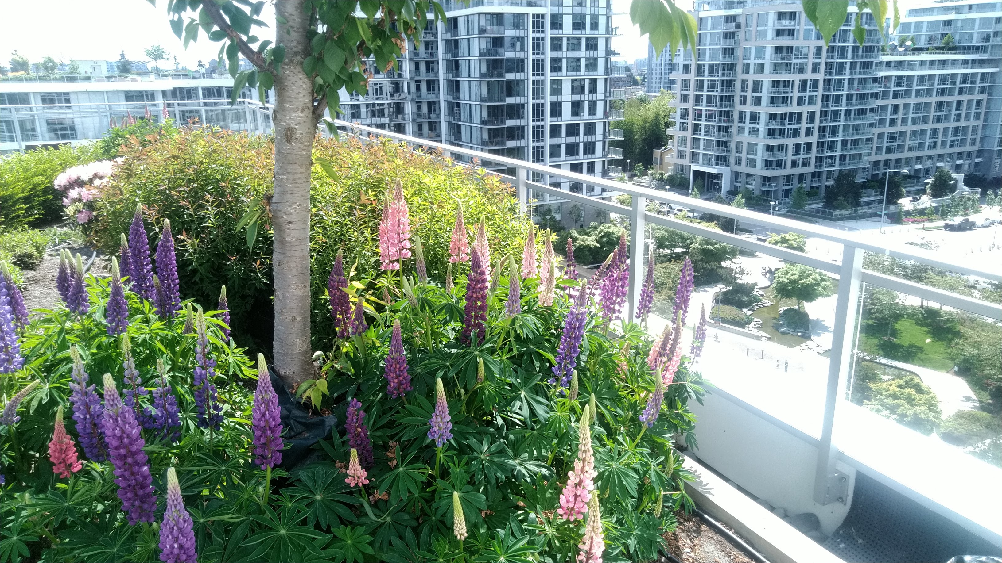 Garden bed ontop of building Richmond