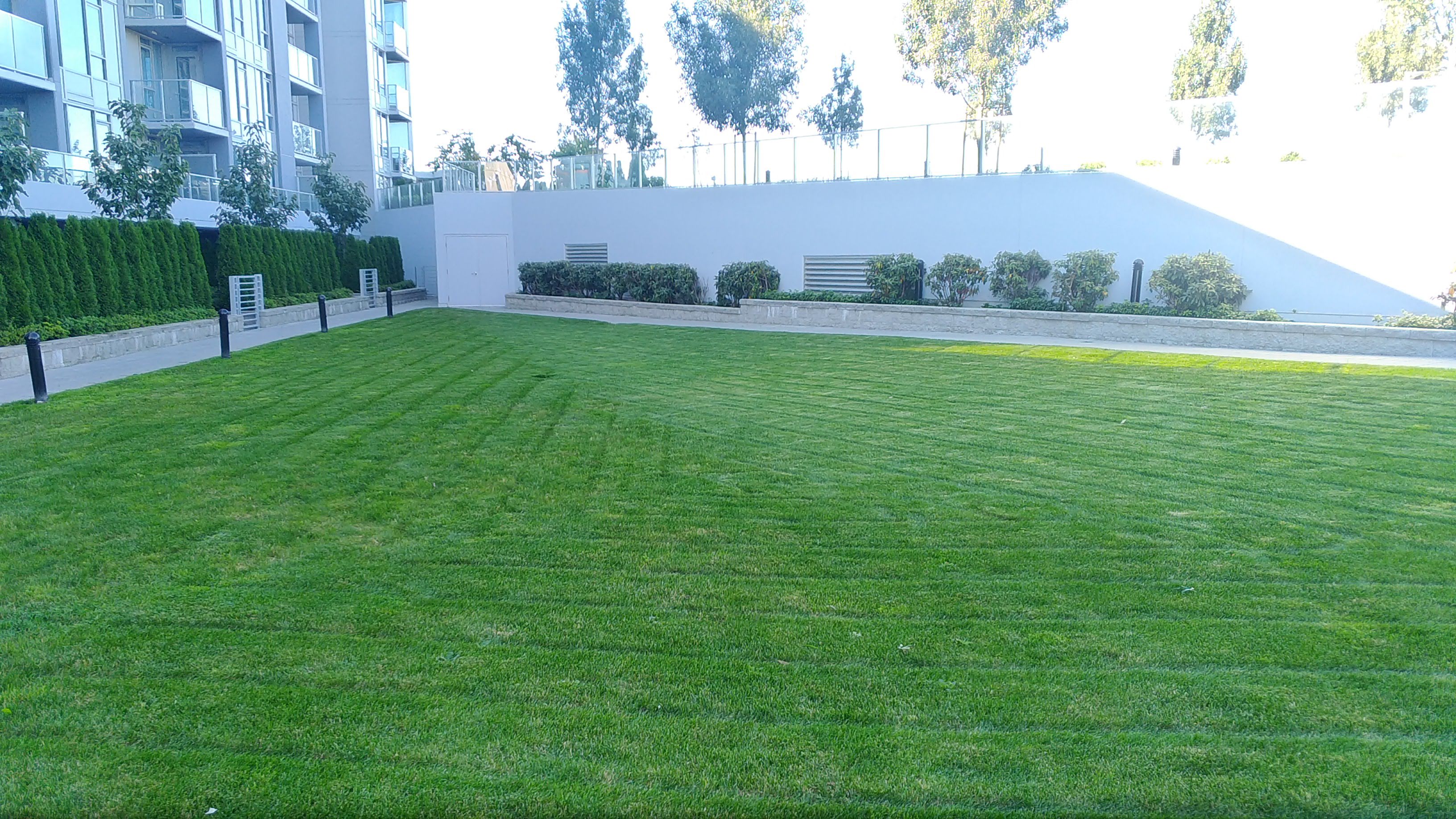 freshly cut grass on rooftop garden