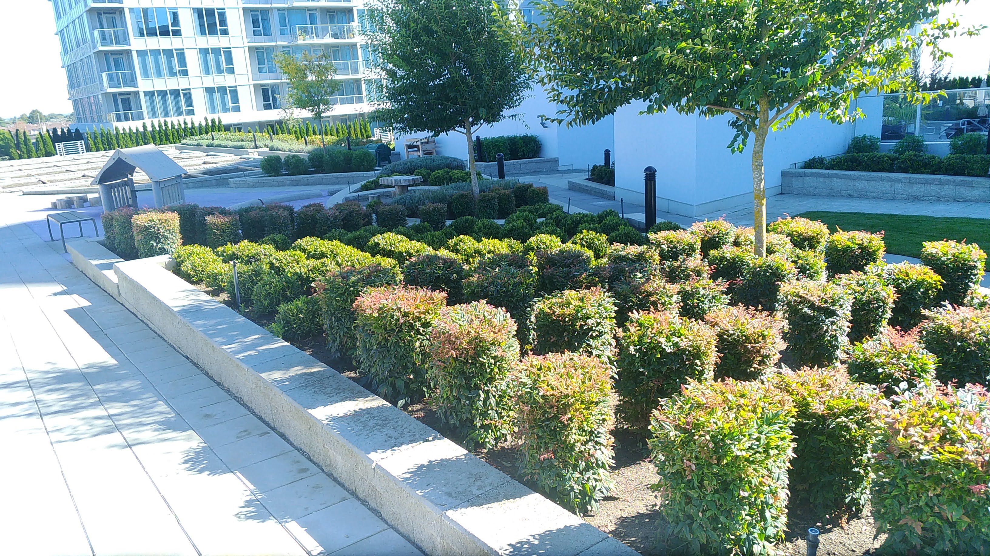 Trimmed hedging on rooftop garden, Richmond