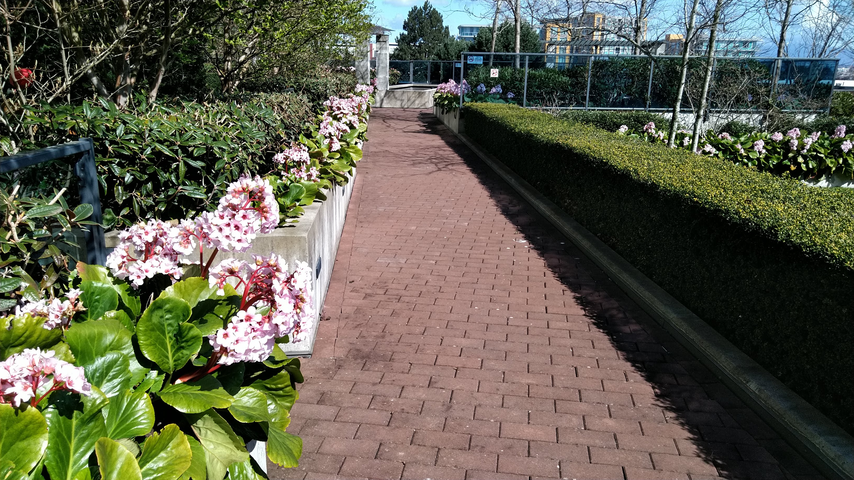 Blooming flowers and trimmed hedging, Richmond