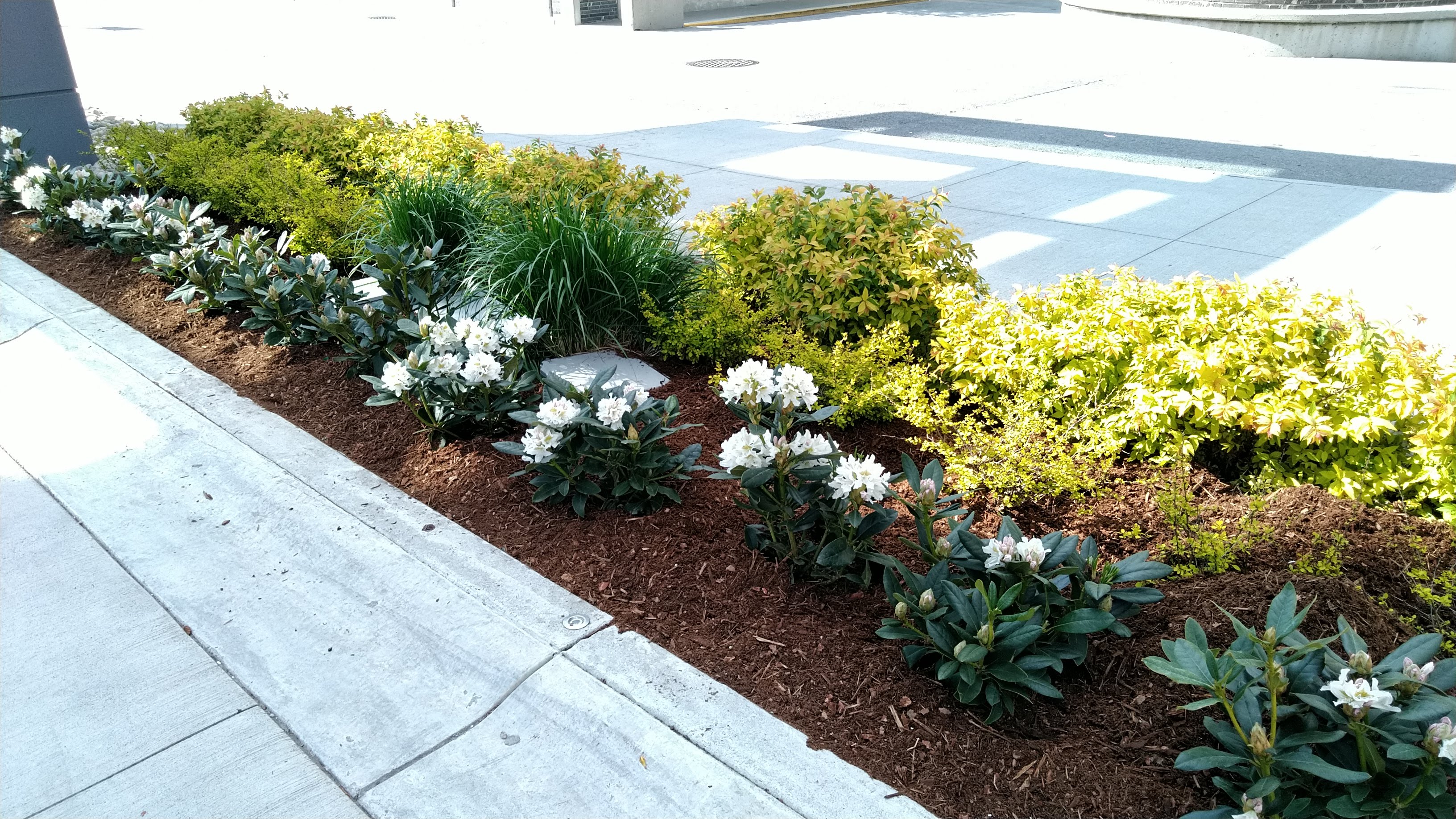 Flowers and schrubs in garden bed with timber mulch, Burnaby